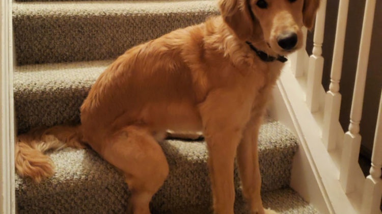Training Your Puppy Through Online Classes by The Dog Coach