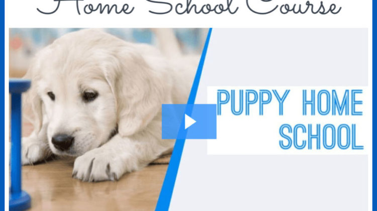 Win The Puppy Home School Course