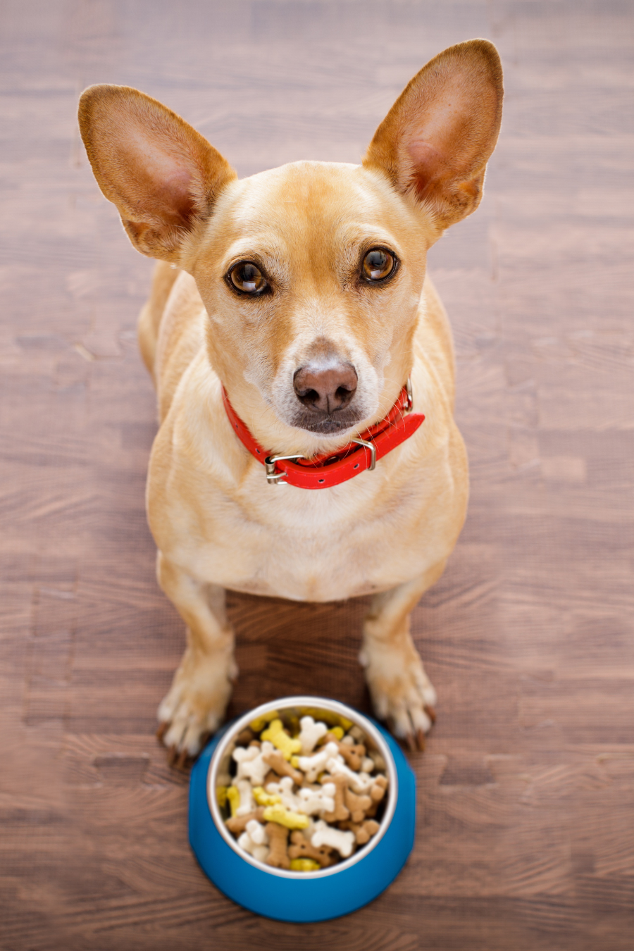 dog with dog food bowl