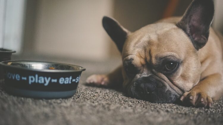 5 Different Dog Food Options Worth Considering For Your Pup