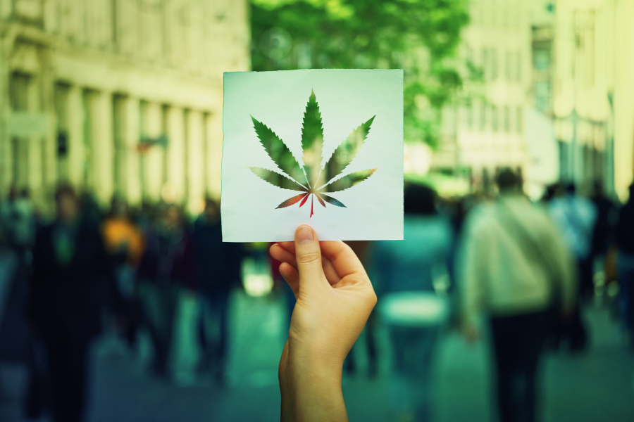 cannabis leaf