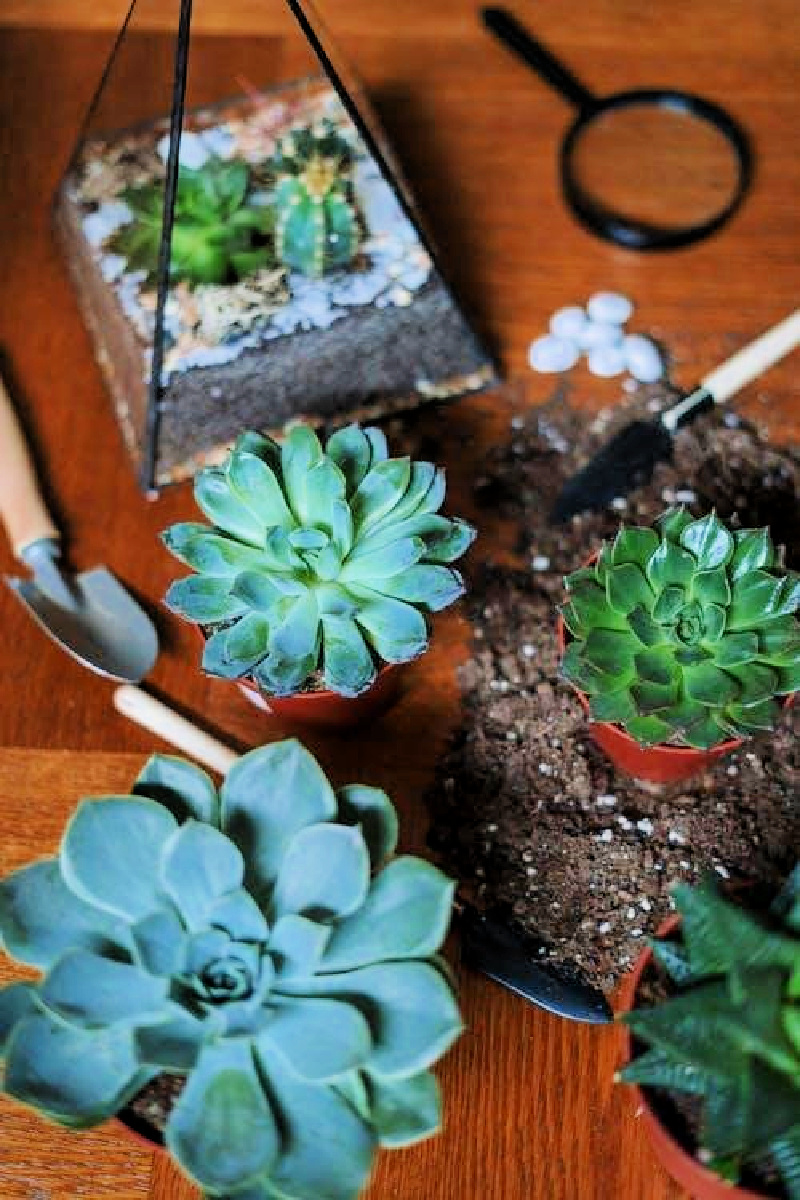 Amateur Gardener: 6 Indoor Plants That Are Difficult to Kill