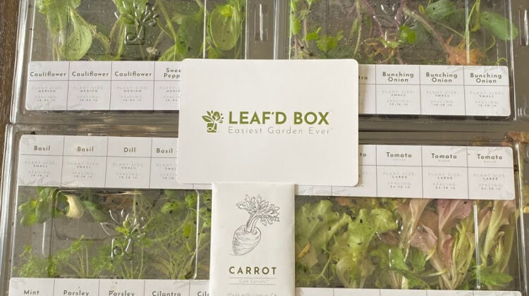 Leaf'D Box plants