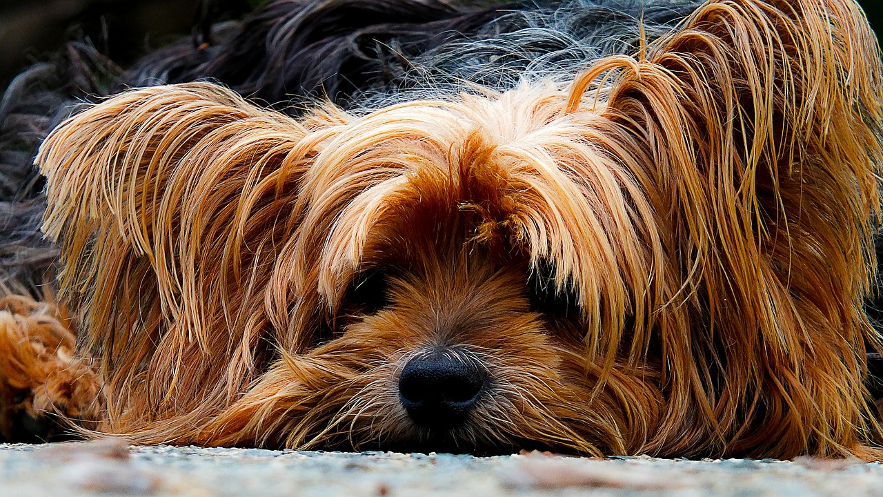 5 Reasons Why Yorkies Make Great Pets for Millennials