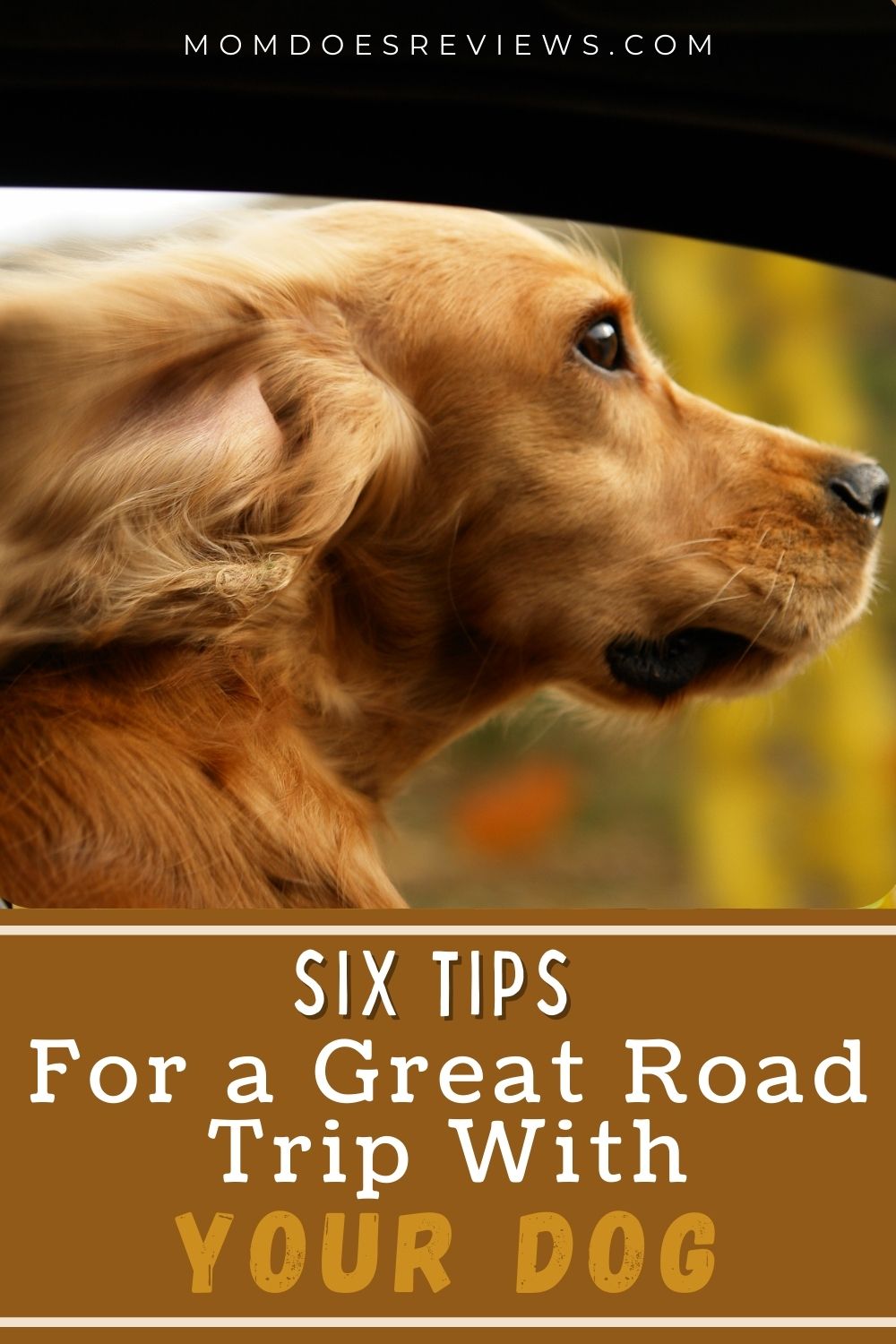 6 Tips for a Great Road Trip with Your Dog