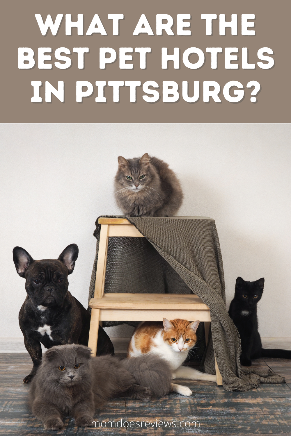 What Are The Best Pet Hotels In Pittsburg?