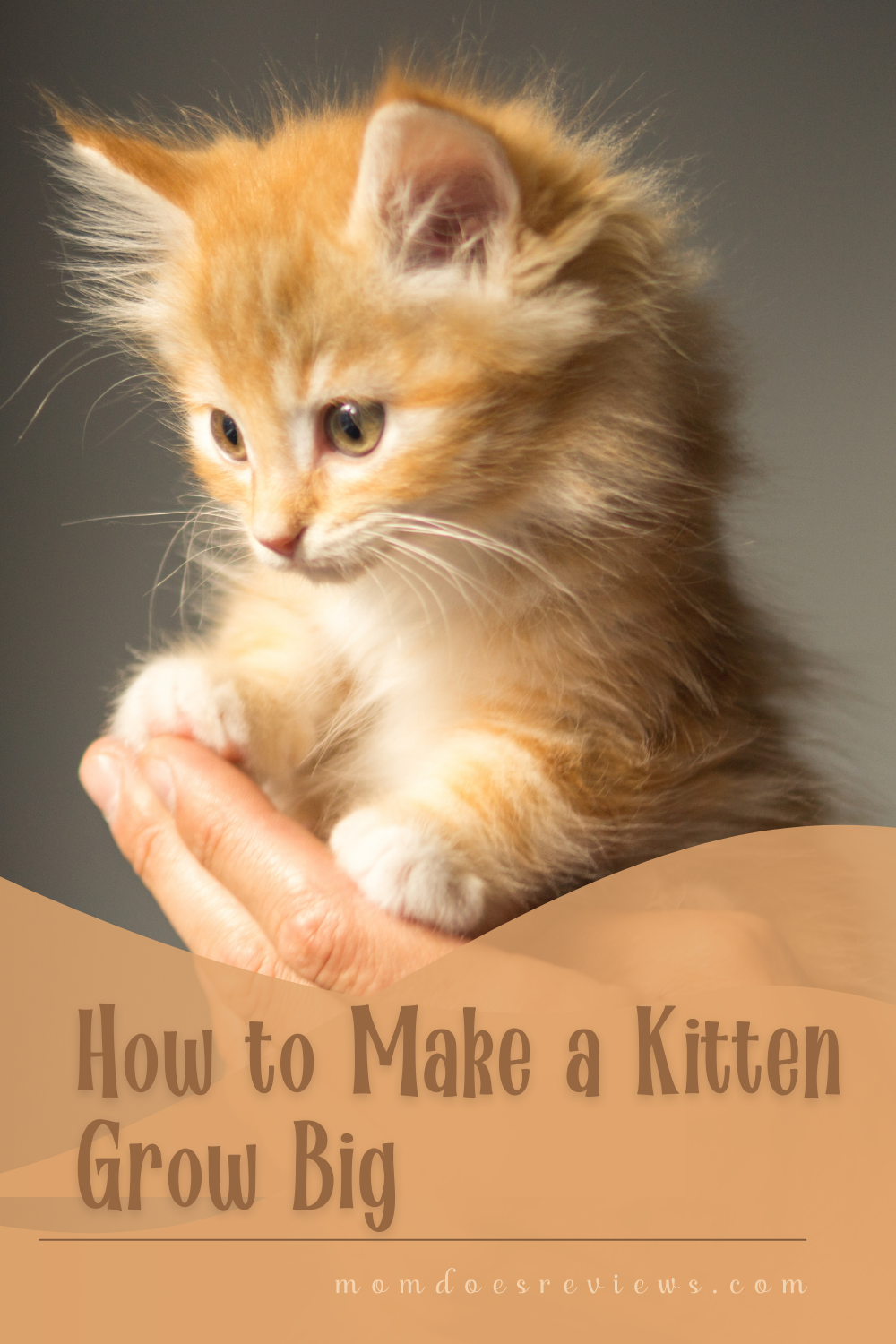 How to Make a Kitten Grow Big