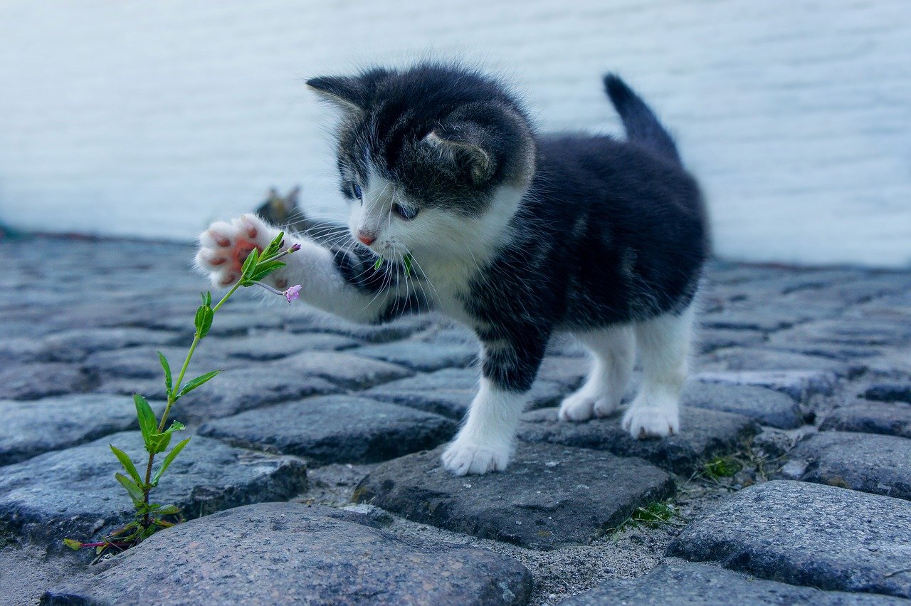 How to Make a Kitten Grow Big