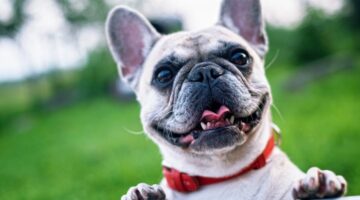 4 Tips on Creating a Comfortable Living Space For Your Pets