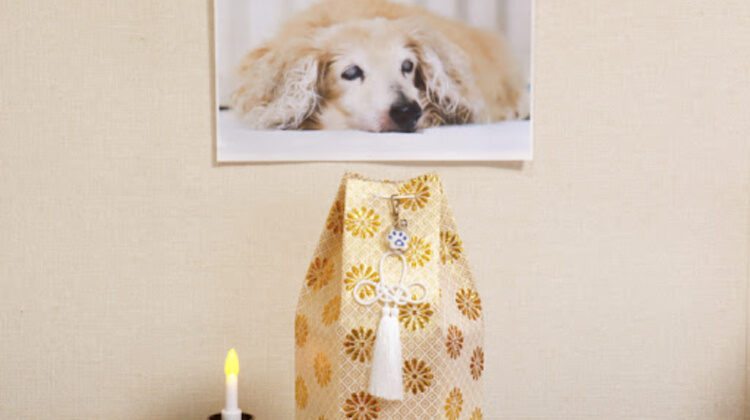 6 Creative Things To Do With Your Pet Cremation Ashes