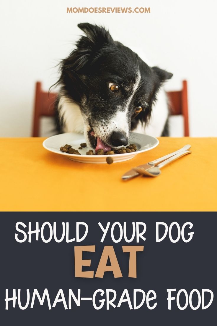 Why Your Dog Should be Eating Human-Grade Food