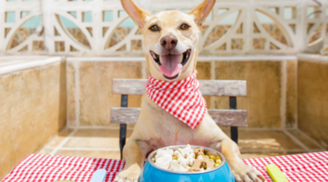 Why Your Dog Should be Eating Human-Grade Food