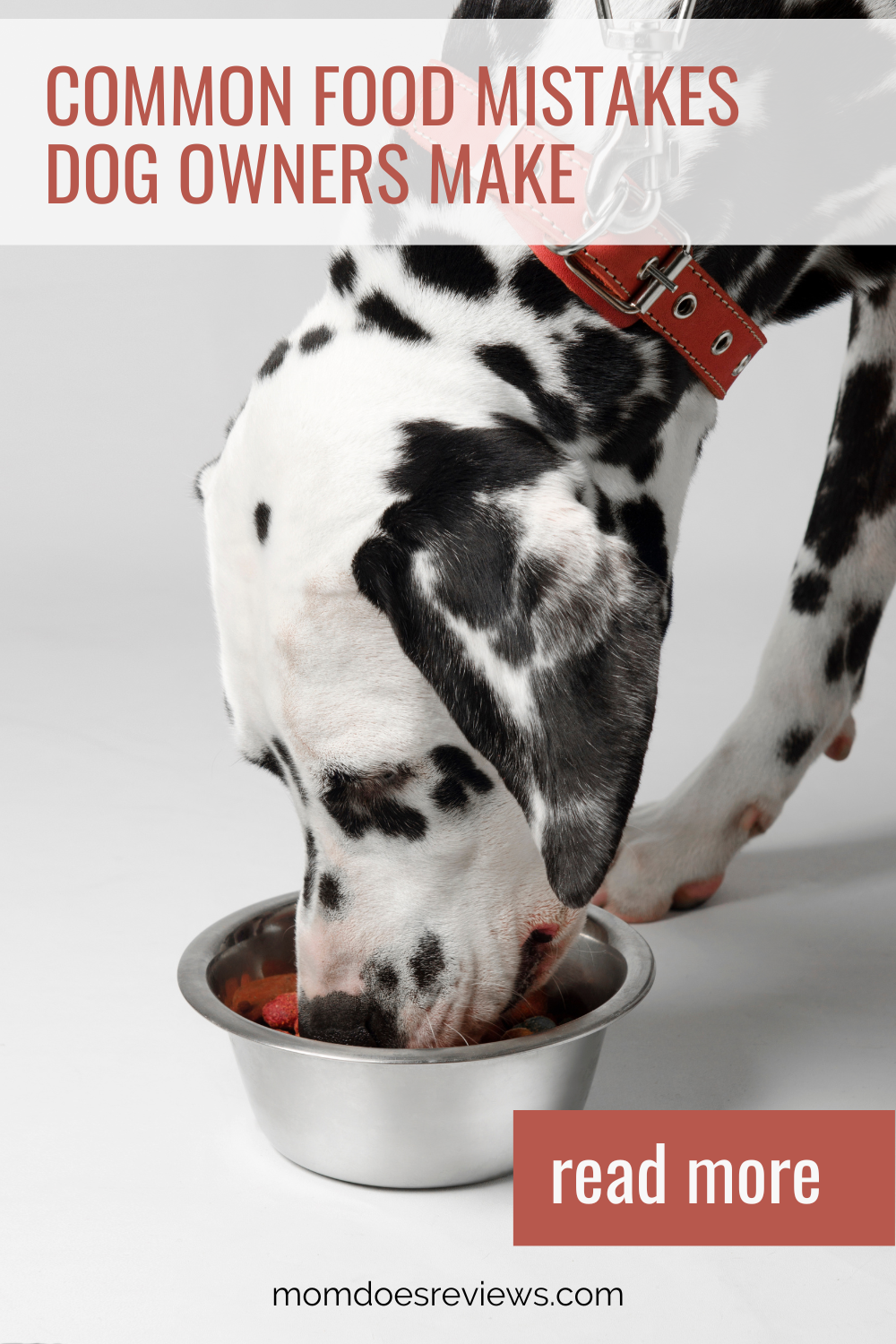 Dalmatian eating from dog bowl