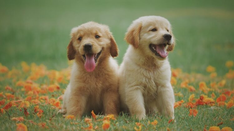 yellow lab puppies
