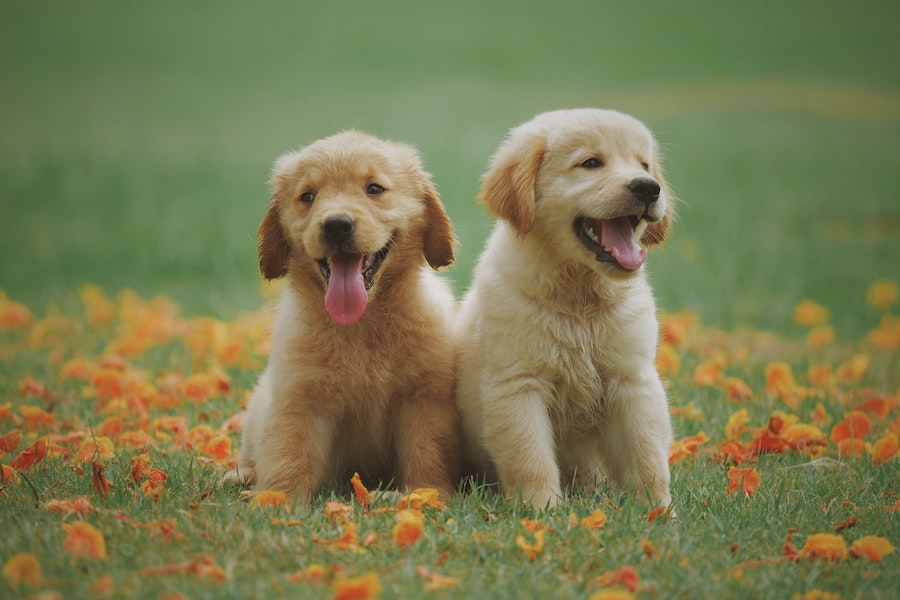yellow lab puppies