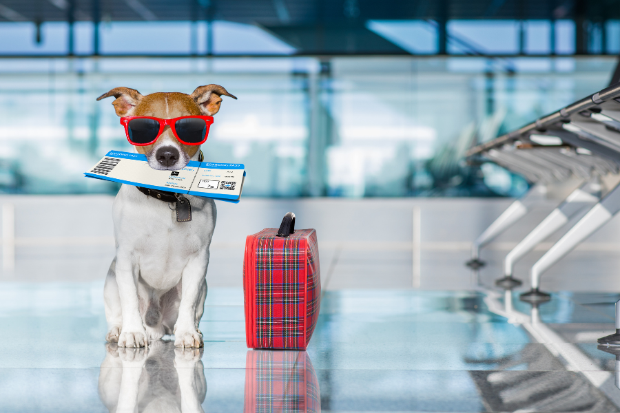 dog with plane tickets and luggage