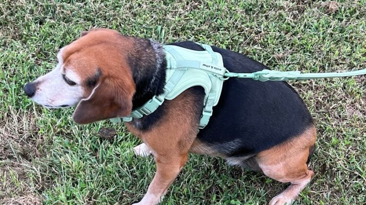 Archie Harness