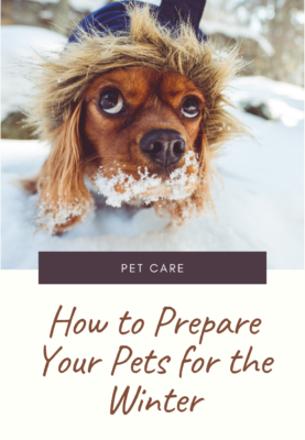 How to Prepare Your Pets for the Winter - Mom Does Reviews