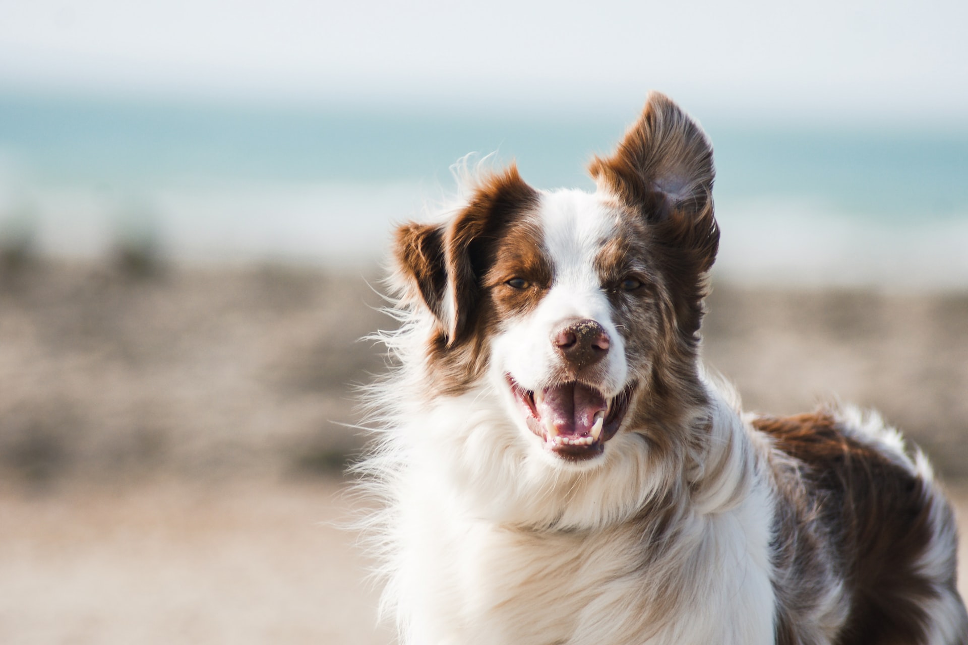 white and brown border collie dog