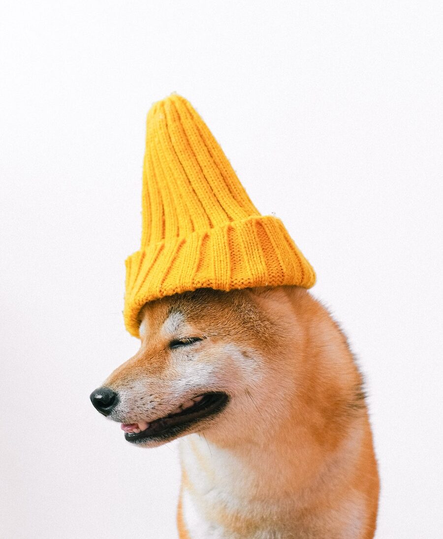 dog with yellow knit hat