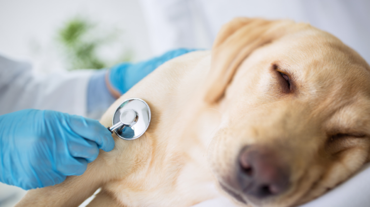 yellow lab with stethoscope
