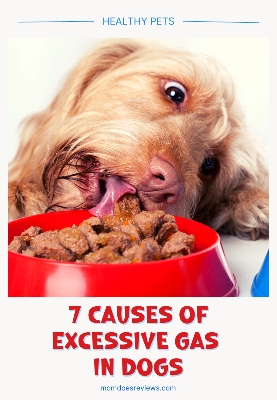 7 Causes of Excessive Gas in Dogs