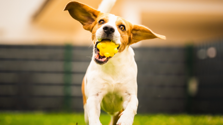 beagle catching ball