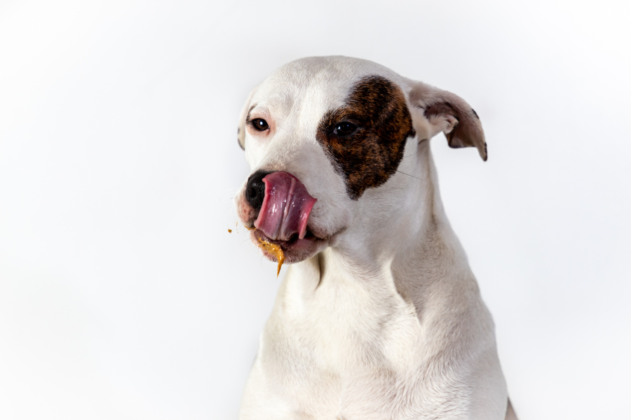 dog eating licking mouth