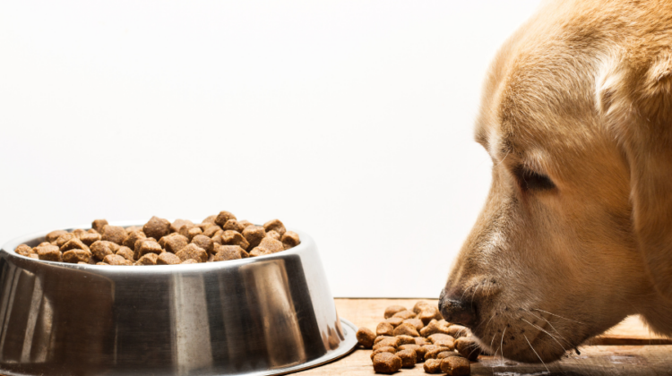 dog food