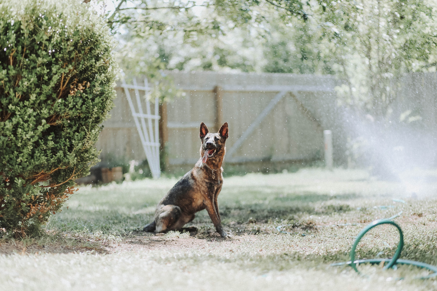 dog in backyard with sprinkler