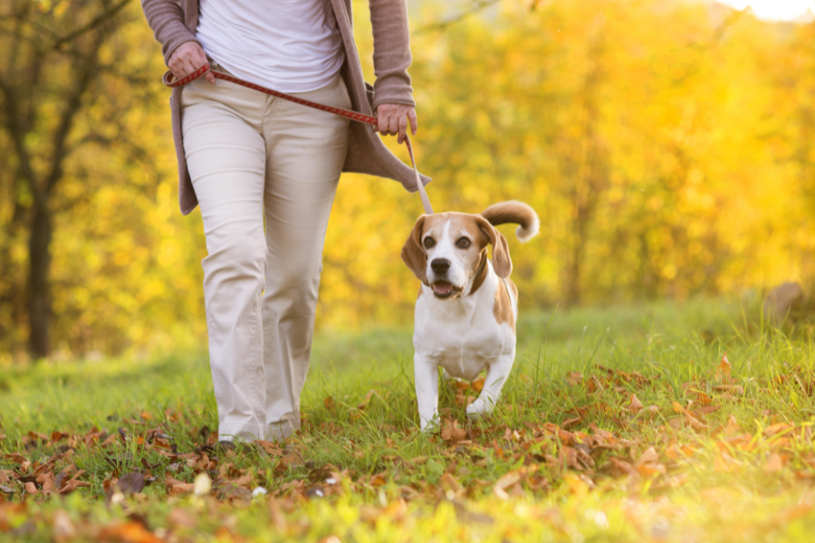 walking dog in autumn leaves
