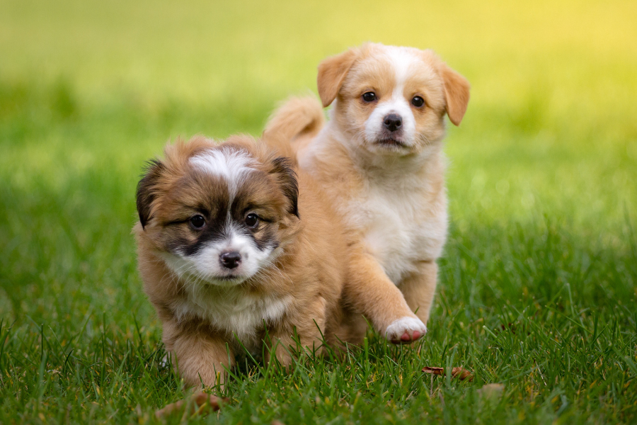 2 puppies in grass
