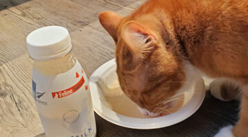 Health Benefits for Your Pets with Natural Supplements From Feline Natural and K9 Natural Supplements