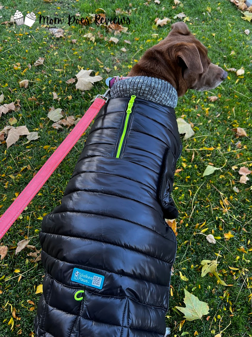 Dog in puffer coat from behind