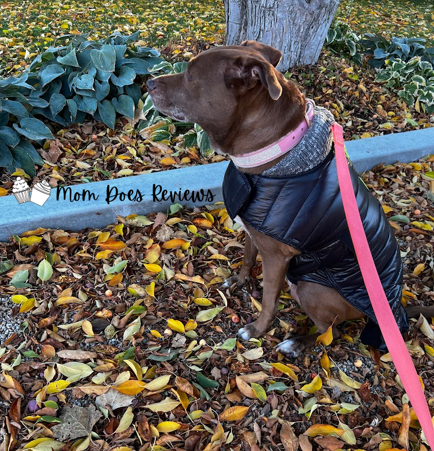 Dog wearing Walkee Pawspuffer coat in the fall leaves