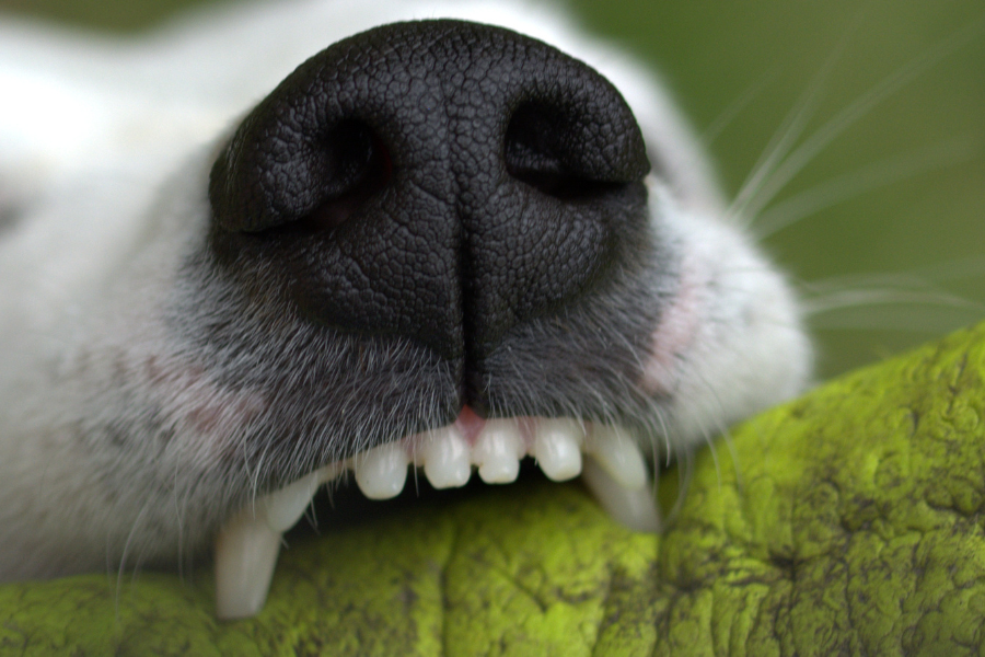 dog mouth 