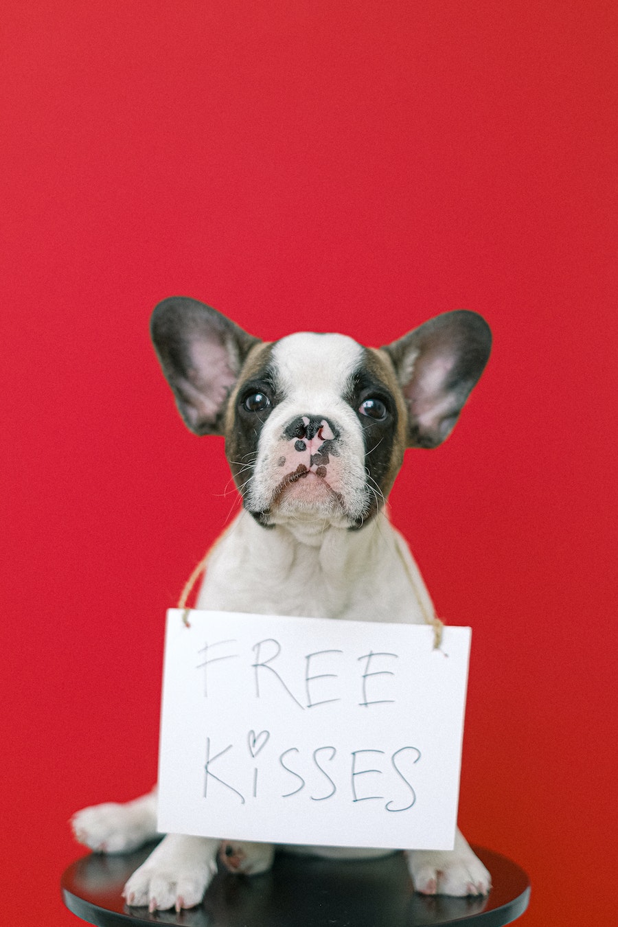 dog with free kisses sign