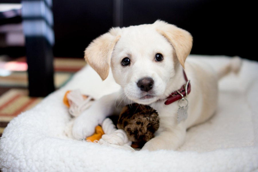 puppy with toys