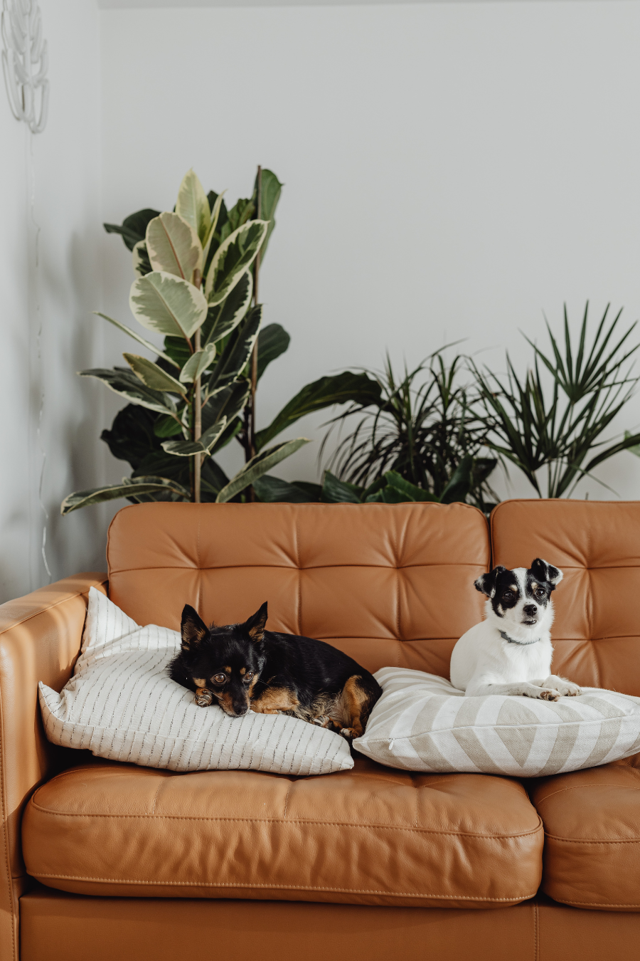 dogs on a leather couch