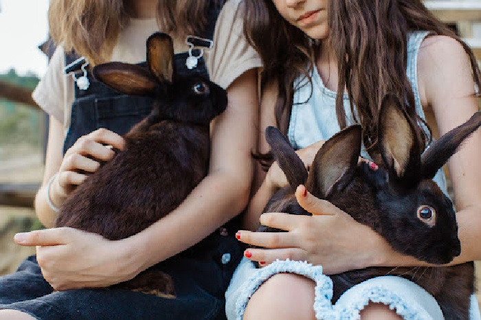 girls holding rabbits