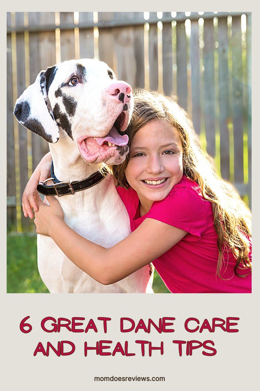 6 Great Dane Care and Health Tips