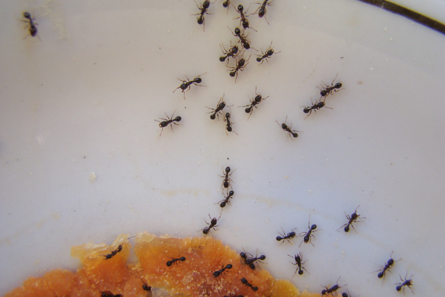 ants crawling