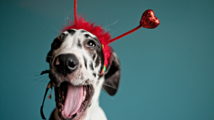 silly great dane