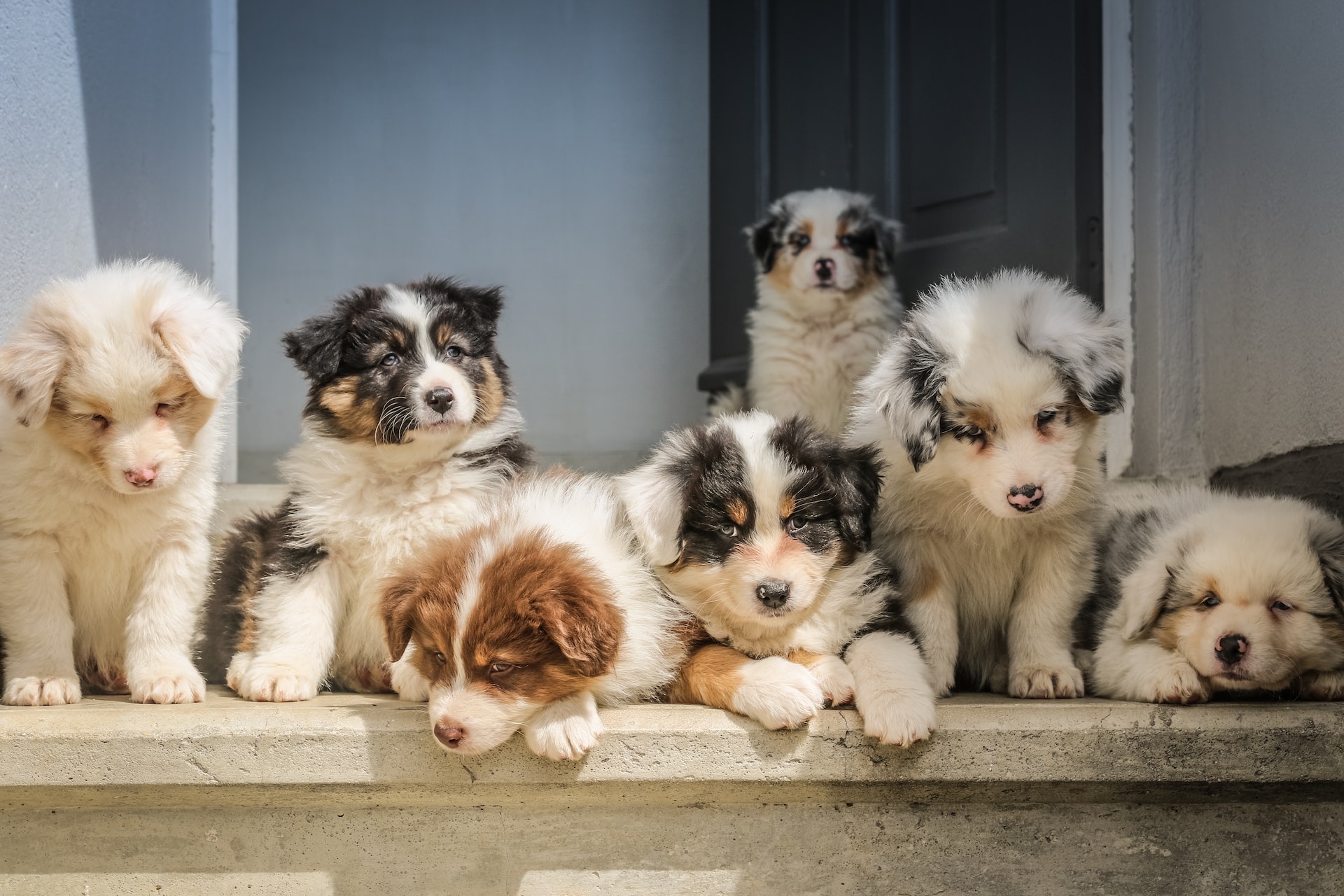 puppies on step