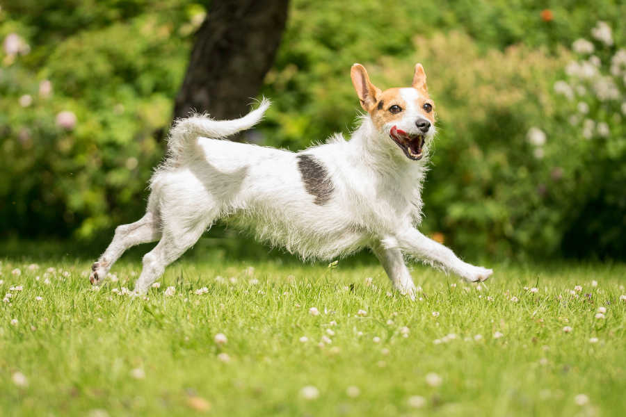 terrier in grass