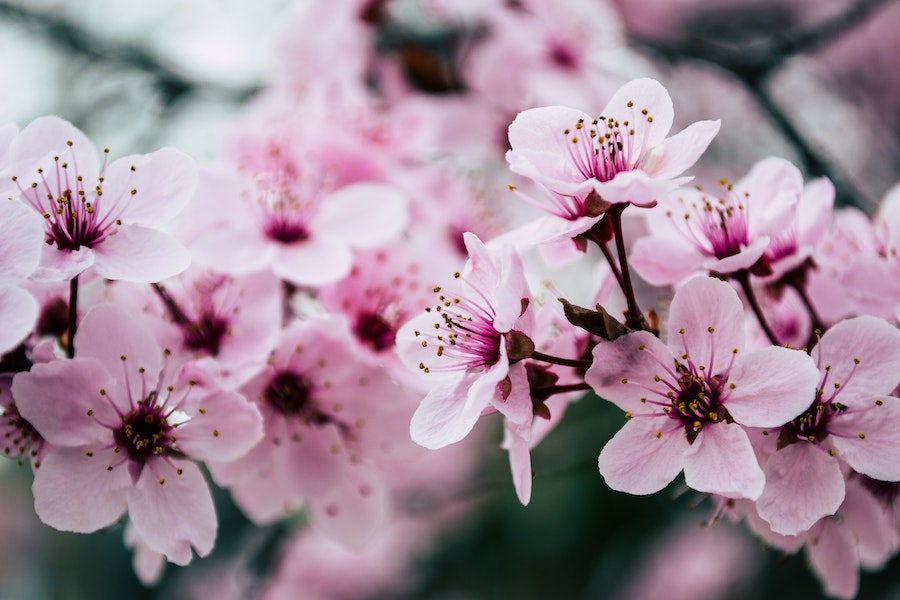 pink petaled flowers