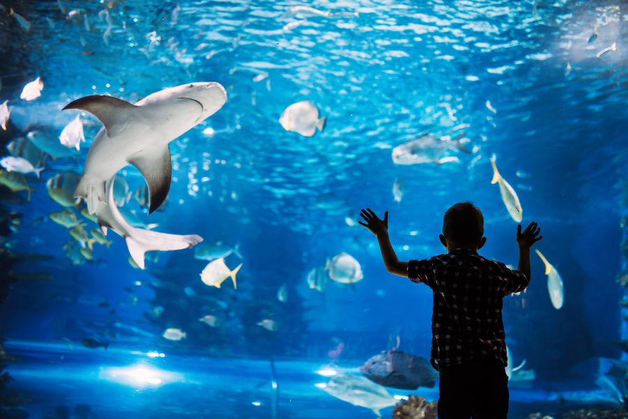 boy at aquarium activity