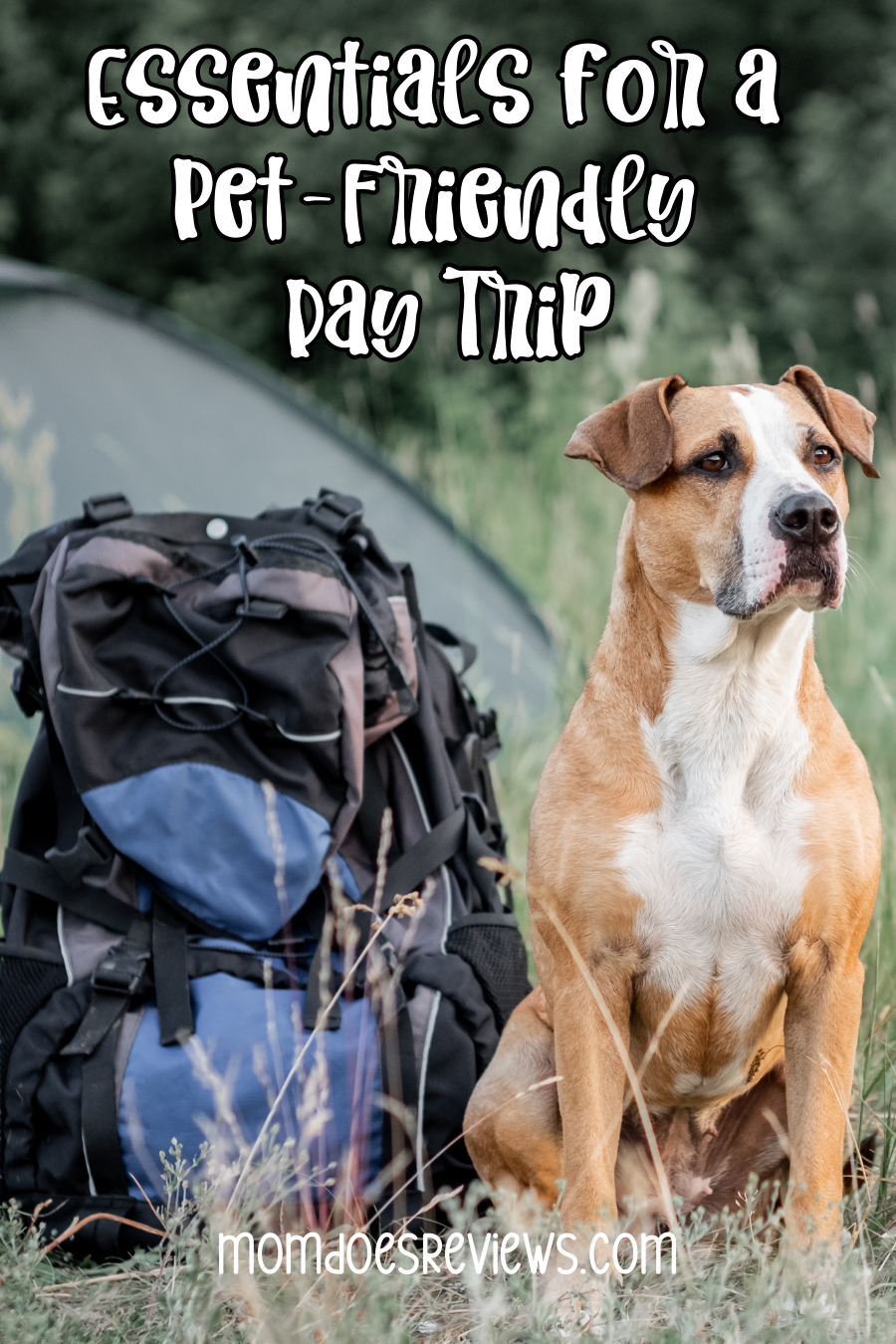 Essentials for a Pet-Friendly Day Trip