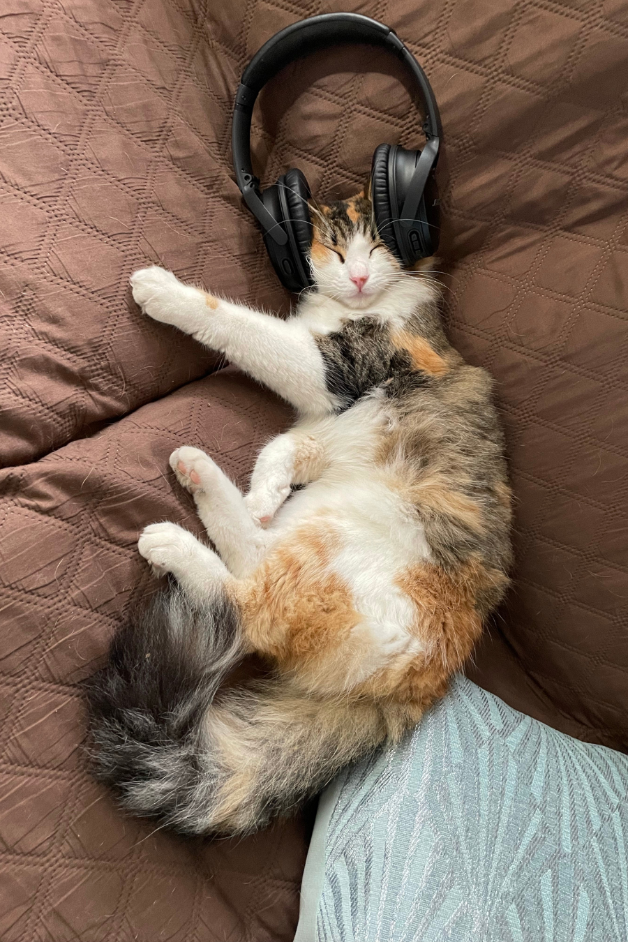 cat with music sleeping