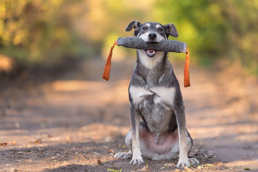 dog with a chew toy